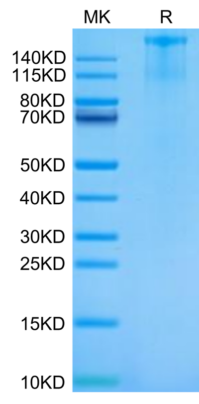 Cynomolgus FLT3 on Tris-Bis PAGE under reduced condition. The purity is greater than 95%.Recombinant Cynomolgus FLT3/Flk-2 Protein, Active