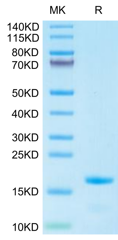 Cynomolgus IL-3 on Tris-Bis PAGE under reduced condition. The purity is greater than 95%.Recombinant Cynomolgus IL-3 Protein, Active