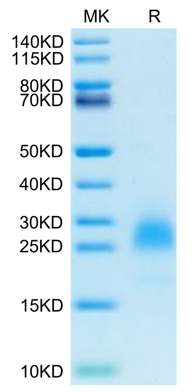 Cynomolgus PVRIG on Tris-Bis PAGE under reduced condition. The purity is greater than 95%.