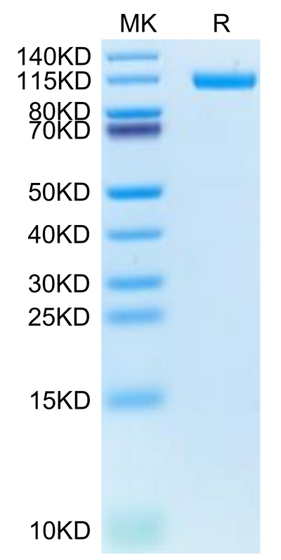 Biotinylated Human CDH17 on Tris-Bis PAGE under reduced condition. The purity is greater than 95%.Biotinylated Human CDH17/Cadherin 17 Protein, Active