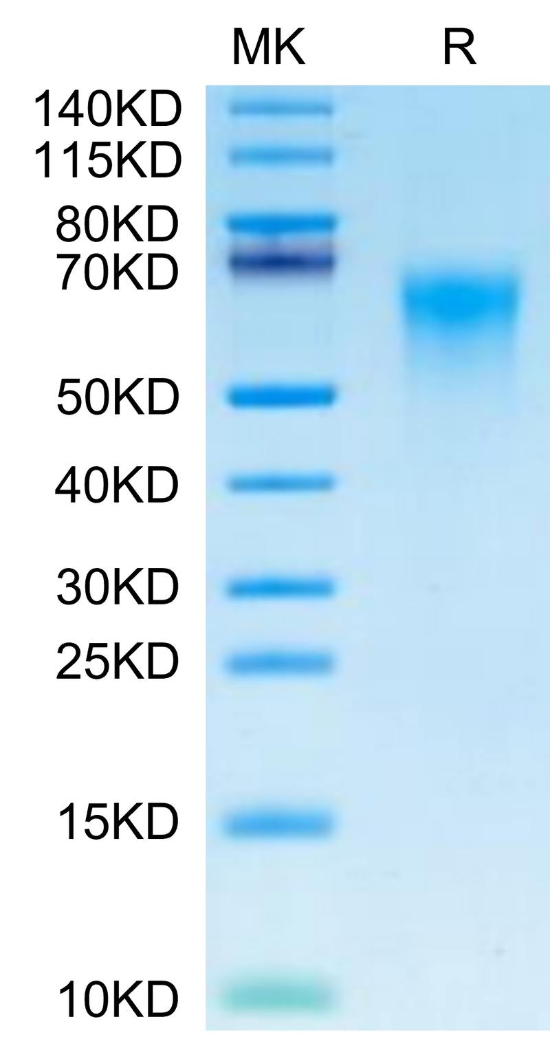 Cynomolgus CD46 on Tris-Bis PAGE under reduced condition. The purity is greater than 95%.Recombinant Cynomolgus CD46 Protein, Active