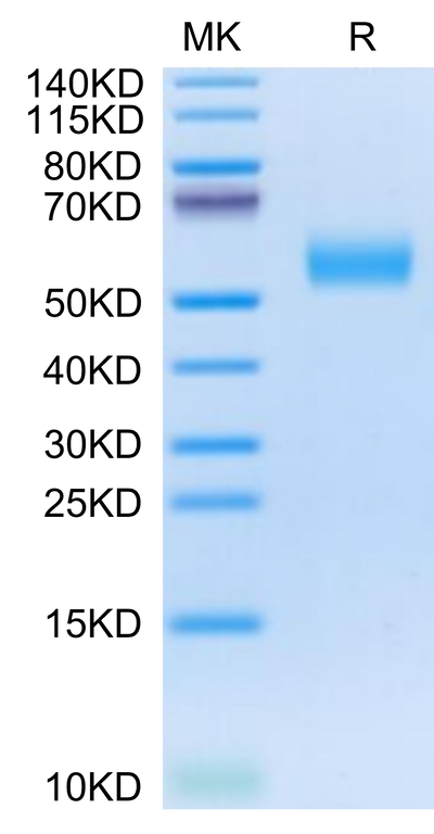 Cynomolgus APOH on Tris-Bis PAGE under reduced condition. The purity is greater than 95%.Recombinant Cynomolgus APOH Protein, Active