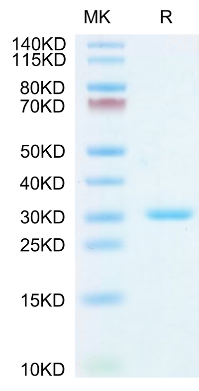 SARS-CoV-2 3CLpro (L50F) on Tris-Bis PAGE under reduced condition. The purity is greater than 95%.Recombinant SARS-CoV-2 3CLpro/3C-like Protease Protein (L50F)