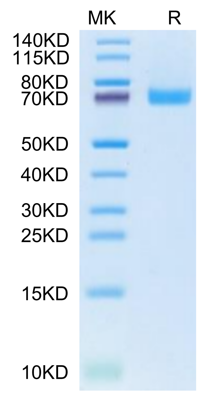 Cynomolgus EPHB2 on Tris-Bis PAGE under reduced condition. The purity is greater than 95%.Recombinant Cynomolgus EPHB2 Protein, Active