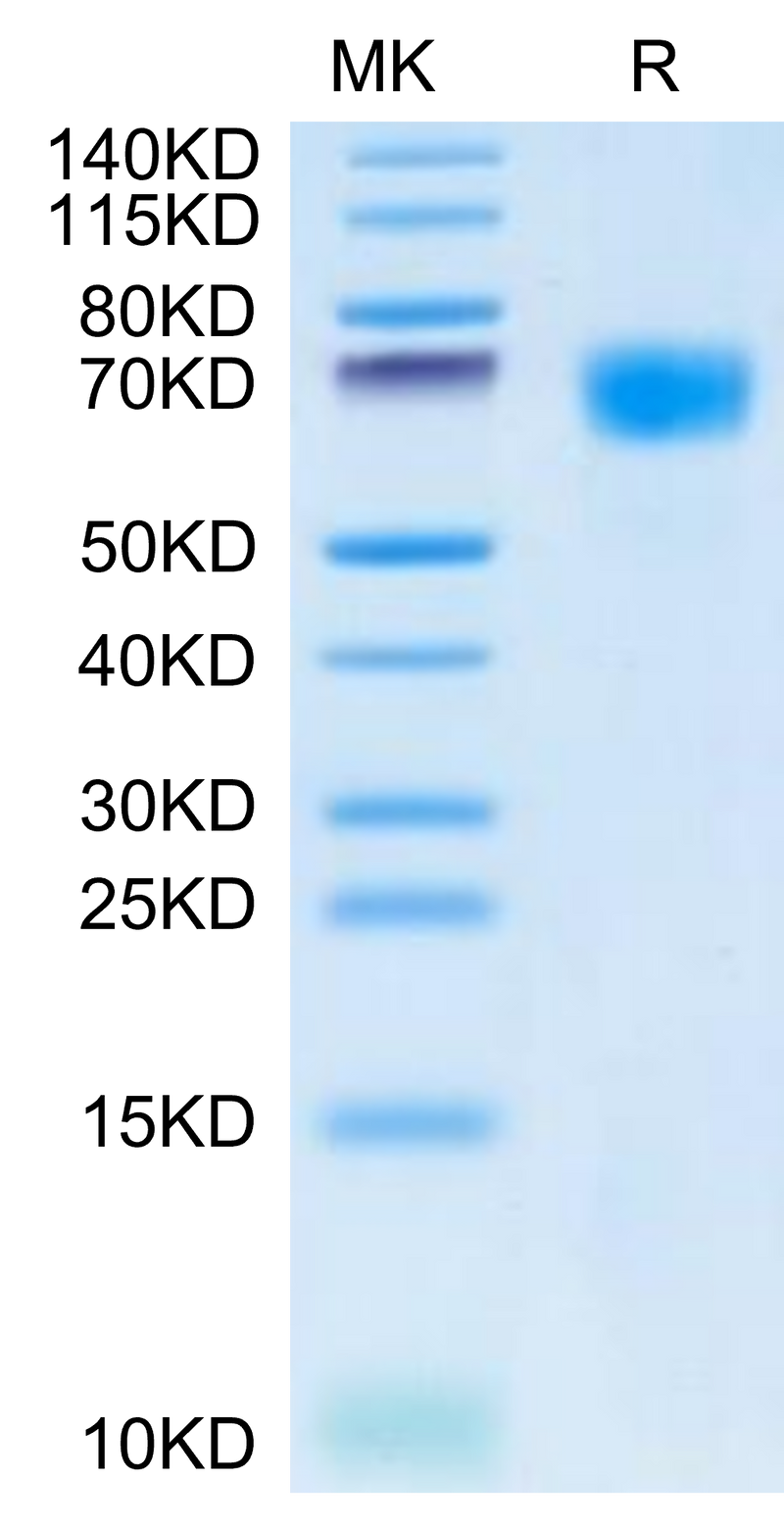 Cynomolgus HPX on Tris-Bis PAGE under reduced condition. The purity is greater than 95%.Recombinant Cynomolgus HPX Protein