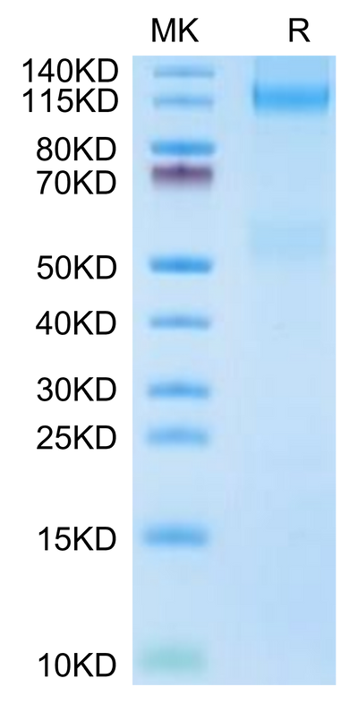 Mouse IGF1R on Tris-Bis PAGE under reduced condition. The purity is greater than 95%.Recombinant Mouse IGF1R/CD221 Protein, Active
