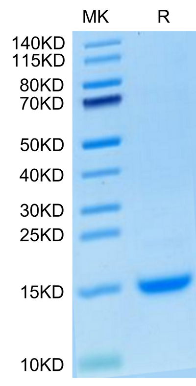 Cynomolgus MCP-1 on Tris-Bis PAGE under reduced condition. The purity is greater than 95%.Recombinant Cynomolgus MCP-1/CCL2 Protein