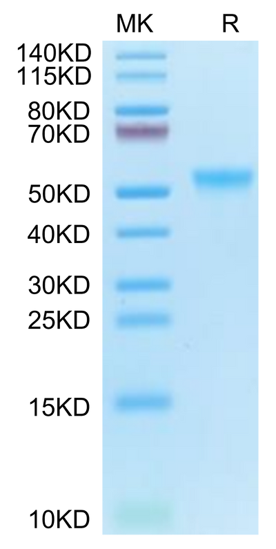 Cynomolgus GPVI on Tris-Bis PAGE under reduced condition. The purity is greater than 95%.Recombinant Cynomolgus GPVI Protein, Active