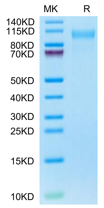 Cynomolgus CD31 on Tris-Bis PAGE under reduced condition. The purity is greater than 95%.Recombinant Cynomolgus CD31/PECAM-1 Protein