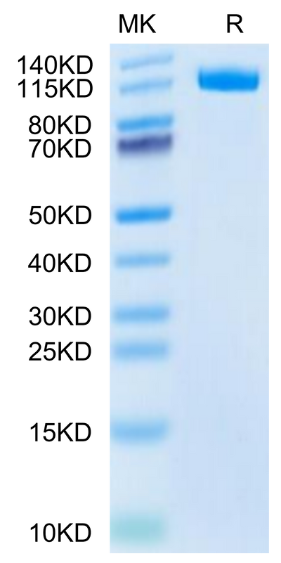 Canine ENPP-3 on Tris-Bis PAGE under reduced condition. The purity is greater than 95%.Recombinant Canine ENPP-3 Protein