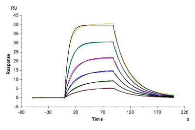 Mouse IL-2 R alpha, His Tag immobilized on CM5 Chip can bind Mouse IL-2, His Tag with an affinity constant of 30.49 nM as determined in SPR assay (Biacore T200).Recombinant Mouse IL-2 Protein, Active