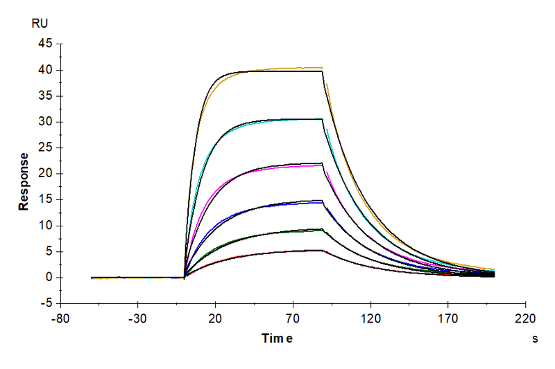 Mouse IL-2 R alpha, His Tag immobilized on CM5 Chip can bind Mouse IL-2, His Tag with an affinity constant of 30.49 nM as determined in SPR assay (Biacore T200).Recombinant Mouse IL-2 Protein, Active