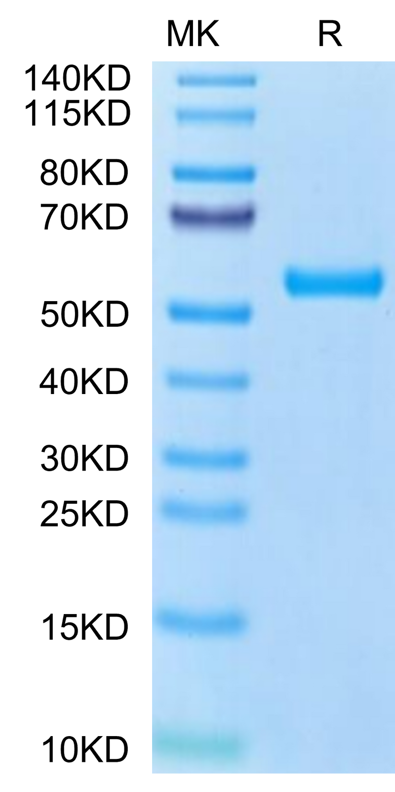 Human HLA-A*02:01&B2M&MART-1 (ELAGIGILTV) Monomer on Tris-Bis PAGE under reduced condition. The purity is greater than 95%.Recombinant HLA-A*02:01&B2M&MART-1 (ELAGIGILTV) Monomer Protein