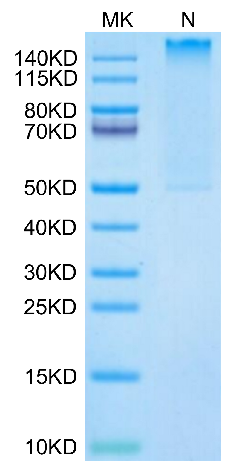 Human HLA-A*02:01&B2M&MART-1 (ELAGIGILTV) Tetramer on Tris-Bis PAGE under Non reducing (N) condition. The purity is greater than 95%.Recombinant Human HLA-A*02:01&B2M&MART-1 (ELAGIGILTV) Tetramer Protein