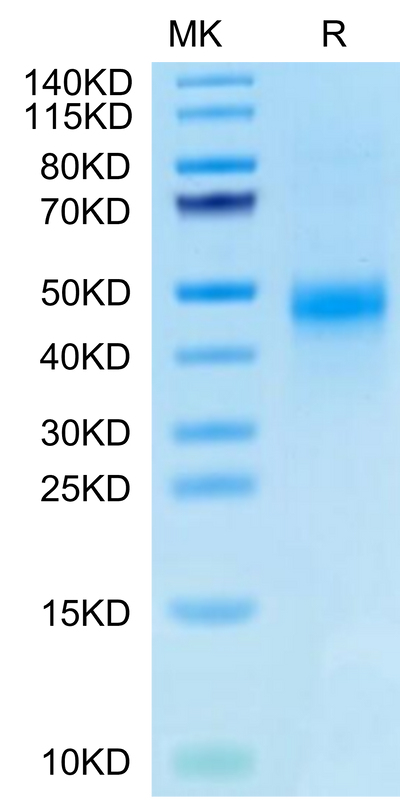 Biotinylated Human CTGF on Tris-Bis PAGE under reduced condition. The purity is greater than 95%.Biotinylated Human CTGF/CCN2 Protein, Active