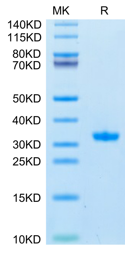 SARS-CoV-2 3CLpro (Q189K) on Tris-Bis PAGE under reduced condition. The purity is greater than 95%.Recombinant SARS-CoV-2 3CLpro/3C-like Protease Protein (Q189K)
