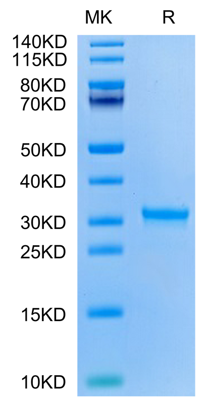SARS-CoV-2 3CLpro (H172Y) on Tris-Bis PAGE under reduced condition. The purity is greater than 95%.Recombinant SARS-CoV-2 3CLpro/3C-like Protease Protein (H172Y)