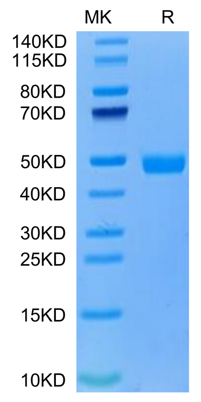 Cynomolgus CD300A on Tris-Bis PAGE under reduced condition. The purity is greater than 95%.Recombinant Cynomolgus CD300A Protein