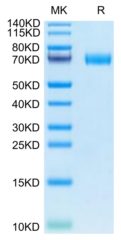 Canine MRC2 on Tris-Bis PAGE under reduced condition. The purity is greater than 95%.Recombinant Canine MRC2 Protein