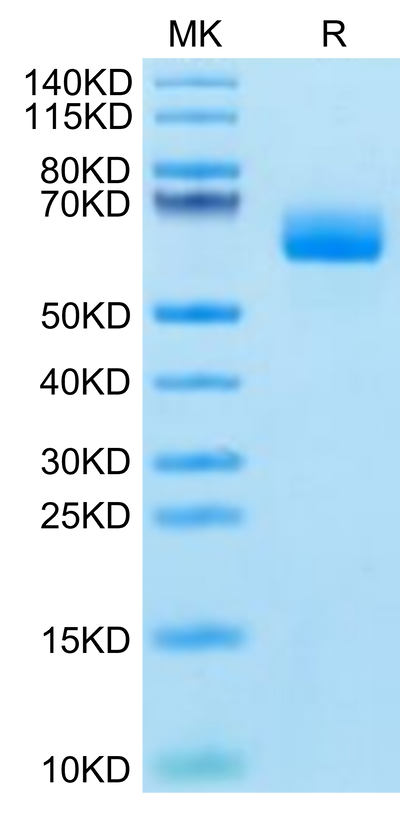 Cynomolgus SG3 on Tris-Bis PAGE under reduced condition. The purity is greater than 95%.Recombinant Cynomolgus SG3/Secretogranin 3 Protein, Active