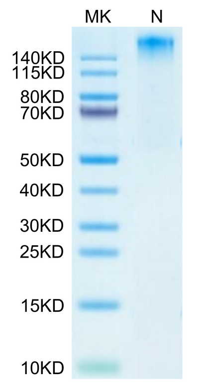 Human HLA-A*02:01&B2M&HPV 16 E6 (KLPQLCTEL) Tetramer on Tris-Bis PAGE under Non reducing (N) condition. The purity is greater than 95%.Recombinant Human HLA-A*02:01&B2M&HPV 16 E6 (KLPQLCTEL) Tetramer Protein