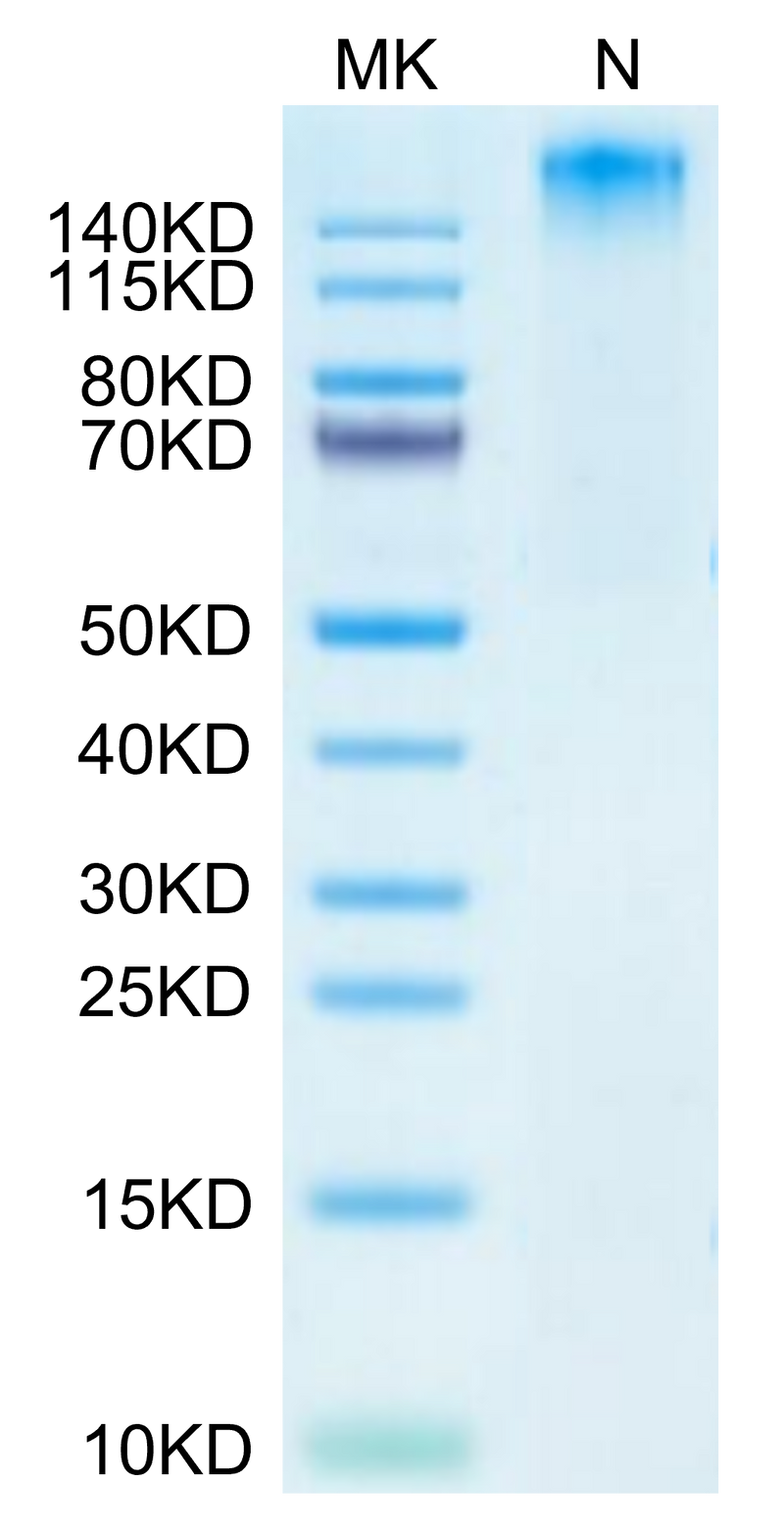 Human HLA-A*02:01&B2M&HPV 16 E6 (KLPQLCTEL) Tetramer on Tris-Bis PAGE under Non reducing (N) condition. The purity is greater than 95%.Recombinant Human HLA-A*02:01&B2M&HPV 16 E6 (KLPQLCTEL) Tetramer Protein