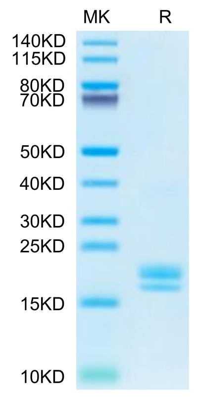 Cynomolgus TNF alpha on Tris-Bis PAGE under reduced condition. The purity is greater than 95%.Recombinant Cynomolgus TNF alpha Protein, Active