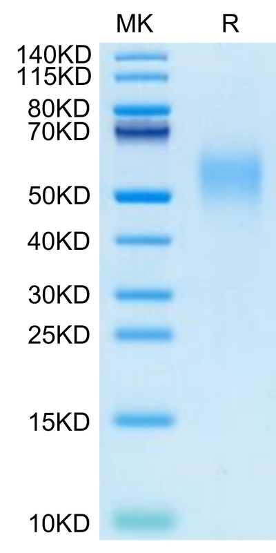 Cynomolgus Nectin-2 on Bis-Tris PAGE under reduced condition. The purity is greater than 95%.Recombinant Cynomolgus Nectin-2/CD112 Protein