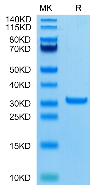 SARS-CoV-2 3CLpro (A191V) on Tris-Bis PAGE under reduced condition. The purity is greater than 95%.Recombinant SARS-CoV-2 3CLpro/3C-like Protease Protein (A191V)
