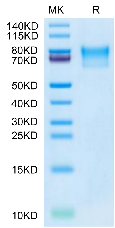 Varicella-zoster virus (strain Oka vaccine) Envelope glycoprotein E on Tris-Bis PAGE under reduced condition. The purity is greater than 95%.Recombinant Varicella-zoster virus (strain Oka vaccine) Envelope glycoprotein E Protein