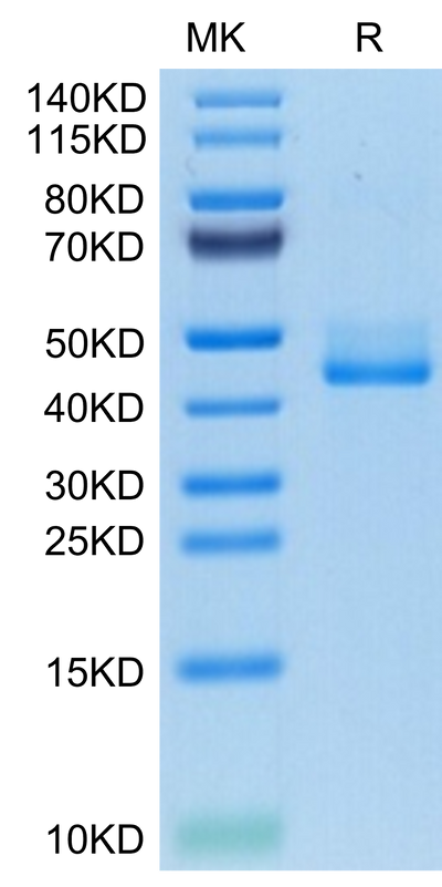 Human BAFFR on Tris-Bis PAGE under reduced condition. The purity is greater than 95%.Recombinant Human BAFFR/TNFRSF13C Protein, Active