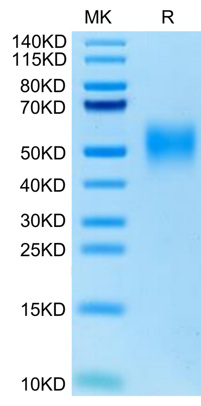 Cynomolgus/Rhesus macaque CD47 on Tris-Bis PAGE under reduced condition. The purity is greater than 95%.Recombinant Cynomolgus/Rhesus macaque CD47 Protein, Active