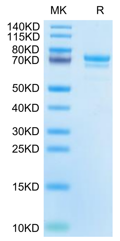 Cynomolgus E-Cadherin on Tris-Bis PAGE under reduced condition. The purity is greater than 95%.Recombinant Cynomolgus E-Cadherin/Cadherin-1 Protein