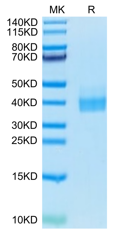 Biotinylated Human PD-L1 on Tris-Bis PAGE under reduced condition. The purity is greater than 95%.Biotinylated Human PD-L1/B7-H1 Protein, Active