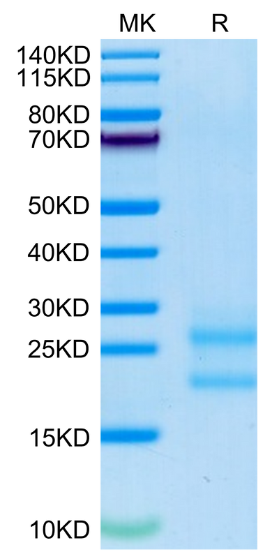 Biotinylated Mouse IL-17A on Tris-Bis PAGE under reduced condition. The purity is greater than 95%.Biotinylated Mouse IL-17A/CTLA-8 Protein, Active