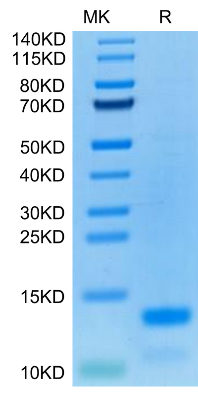 Cynomolgus IL-8 on Tris-Bis PAGE under reduced condition. The purity is greater than 95%.Recombinant Cynomolgus IL-8/CXCL8 Protein, Active