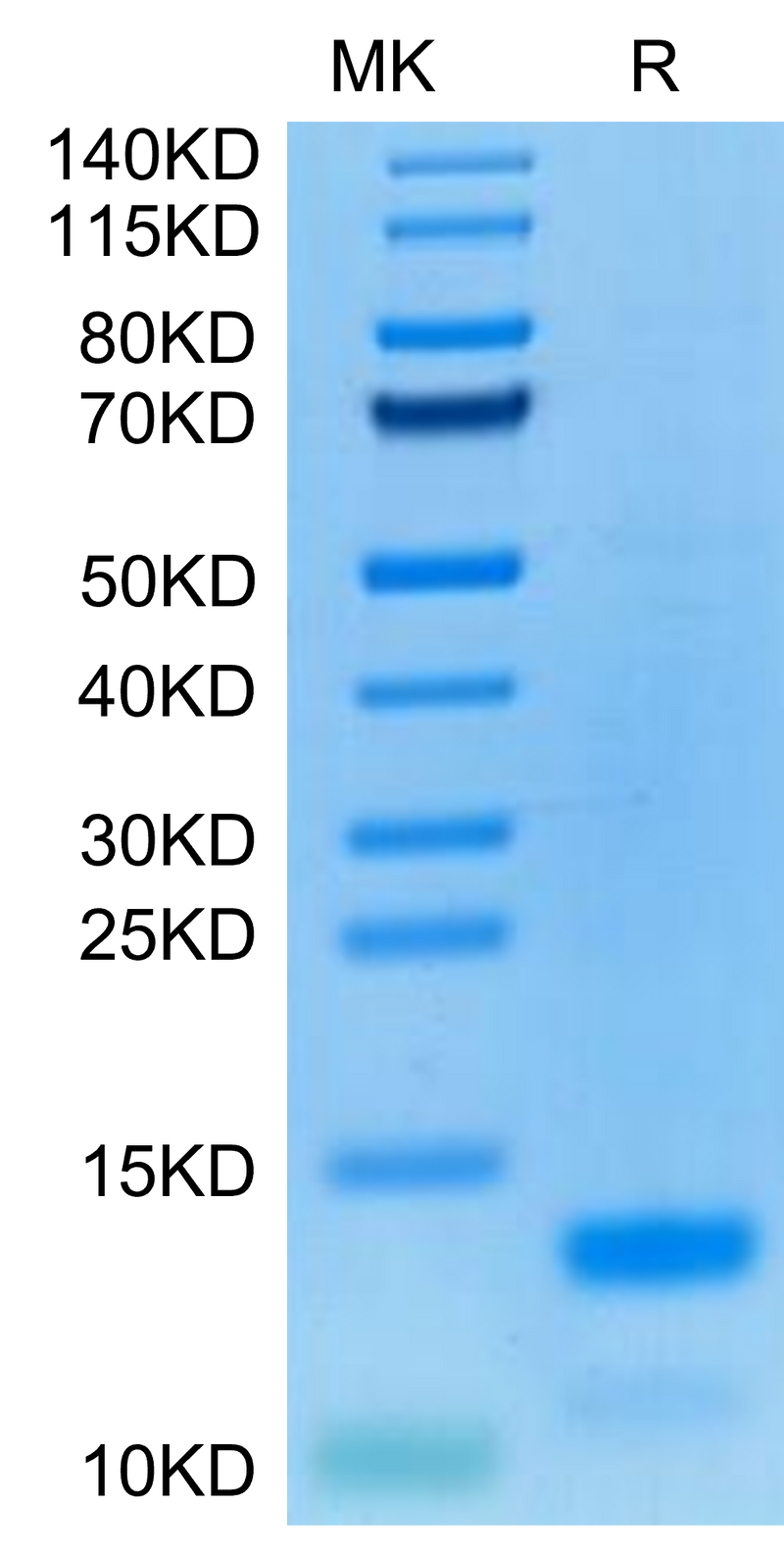 Cynomolgus IL-8 on Tris-Bis PAGE under reduced condition. The purity is greater than 95%.Recombinant Cynomolgus IL-8/CXCL8 Protein, Active