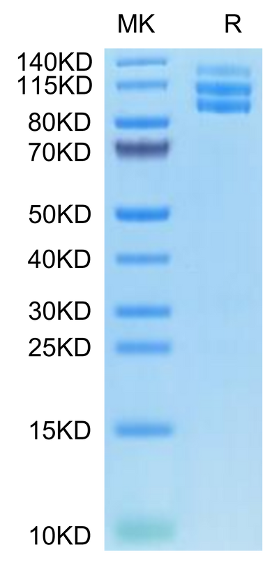 Biotinylated Mouse ITGAV&ITGB3 on Tris-Bis PAGE under reduced condition. The purity is greater than 95%.Biotinylated Mouse Integrin alpha V beta 3 (ITGAV&ITGB3) Heterodimer Protein, Active