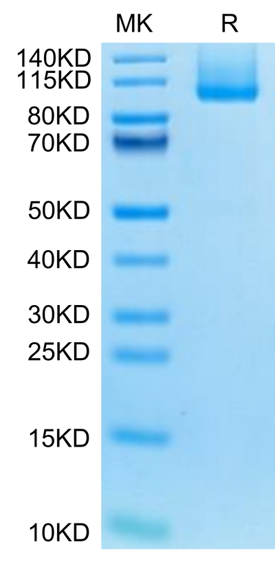 Biotinylated Mouse CDH17 on Tris-Bis PAGE under reduced condition. The purity is greater than 95%.Biotinylated Mouse CDH17/Cadherin 17 Protein (Primary Amine Labeling)