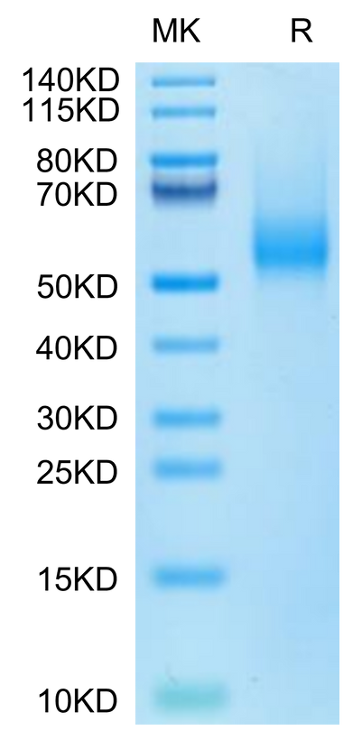 Biotinylated Human CDH17 on Tris-Bis PAGE under reduced condition. The purity is greater than 95%.Biotinylated Human CDH17/Cadherin 17 Domain 5-7 Protein (Primary Amine Labeling)