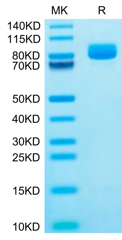 Mouse XPNPEP2 on Tris-Bis PAGE under reduced condition. The purity is greater than 95%.Recombinant Mouse XPNPEP2 Protein