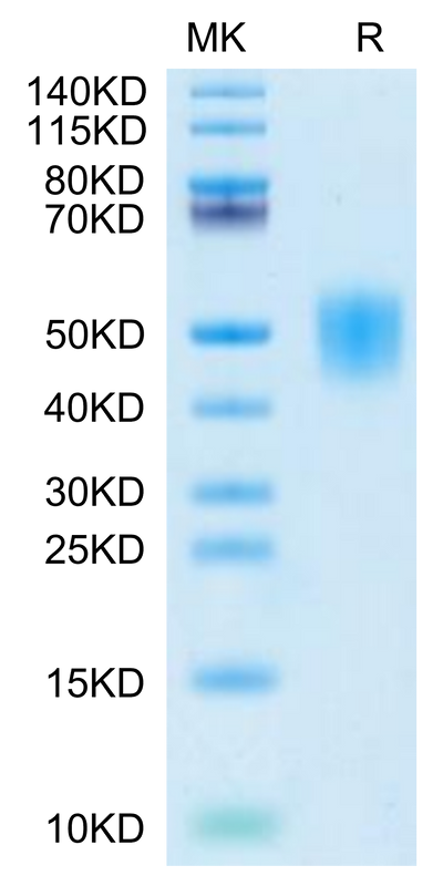 Cynomolgus IFN alpha/beta R2 on Tris-Bis PAGE under reduced condition. The purity is greater than 95%.Recombinant Cynomolgus IFN alpha/beta R2 Protein, Active