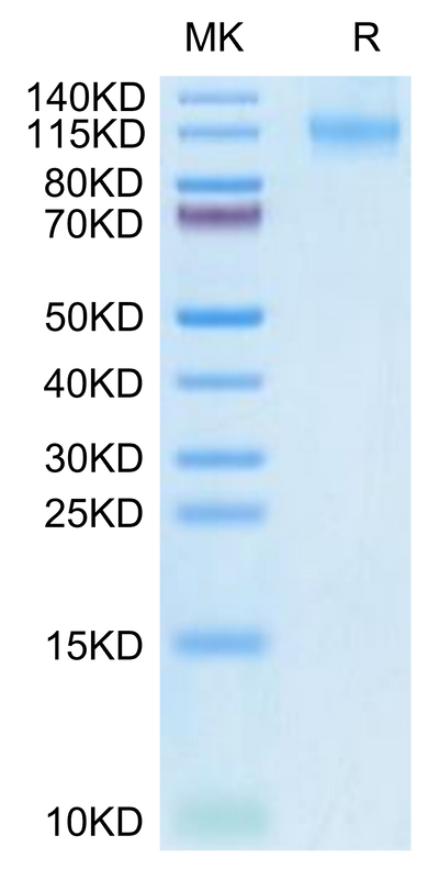 Human FLT3 on Tris-Bis PAGE under reduced condition. The purity is greater than 95%.Recombinant Human FLT3/Flk-2 Protein, Active