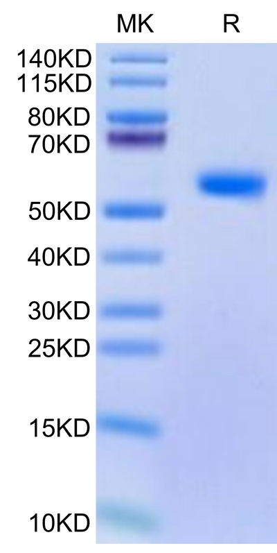 Cynomolgus BDCA-2 on Tris-Bis PAGE under reduced condition. The purity is greater than 95%.Recombinant Cynomolgus BDCA-2 Protein, Active