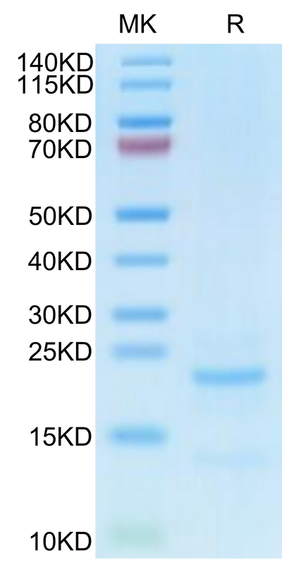Cynomolgus NTS1 on Tris-Bis PAGE under reduced condition. The purity is greater than 90%.Recombinant Cynomolgus NTS1 Protein