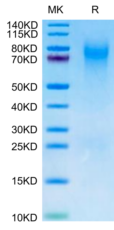 Canine CEACAM-1 on Tris-Bis PAGE under reduced condition. The purity is greater than 95%.