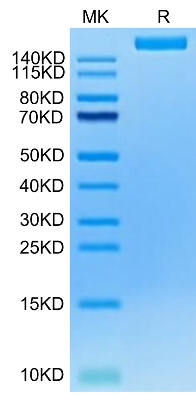 Cynomolgus LY75 on Tris-Bis PAGE under reduced condition. The purity is greater than 95%.Recombinant Cynomolgus LY75/CD205 Protein