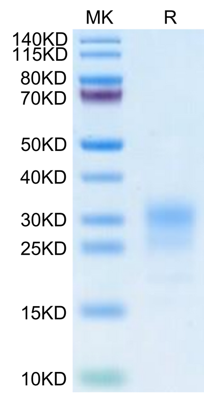 Cynomolgus IFN gamma on Tris-Bis PAGE under reduced condition. The purity is greater than 95%.Recombinant Cynomolgus IFN gamma/IFNG Protein, Active