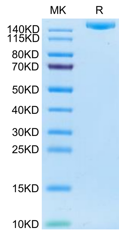 Human IGF2R on Tris-Bis PAGE under reduced condition. The purity is greater than 95%.Recombinant Human IGF2R Protein