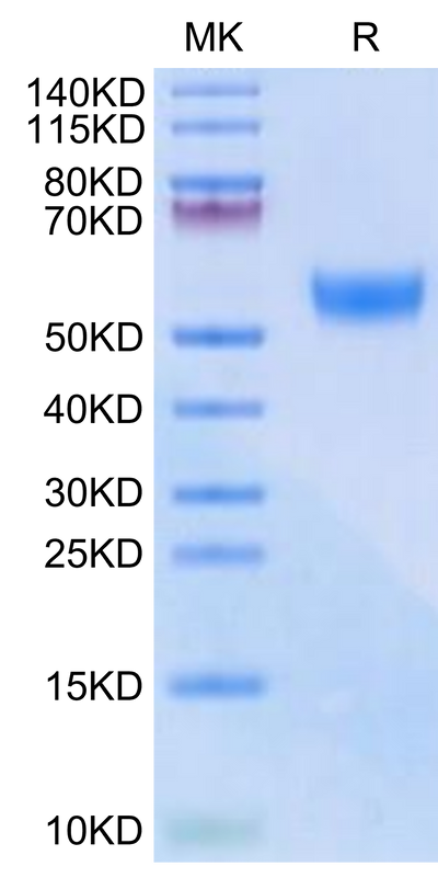 Biotinylated Mouse CD7 on Tris-Bis PAGE under reduced condition. The purity is greater than 95%.Biotinylated Mouse CD7 Protein (Primary Amine Labeling)